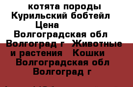 котята породы Курильский бобтейл › Цена ­ 3 000 - Волгоградская обл., Волгоград г. Животные и растения » Кошки   . Волгоградская обл.,Волгоград г.